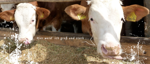 Bullenmast im Bayerischen Unterfranken, Geflügelhof Lutz in Maibach